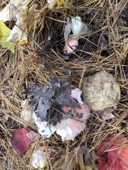Russula rosacea