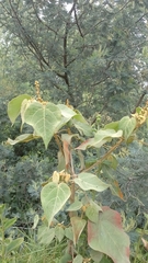 Croton