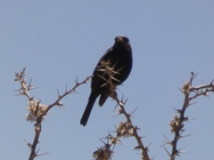 Knipolegus aterrimus