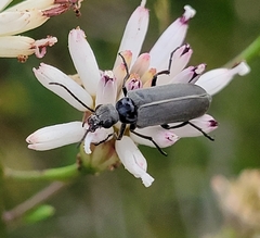 Epicauta heterodera