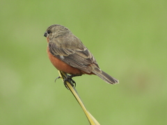 Sporophila minuta