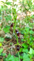 Ophrys insectifera