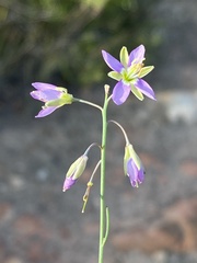 Heliophila cornuta squamata