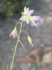 Heliophila cornuta squamata