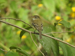 Empidonax minimus