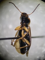 Bradycellus atrimedeus