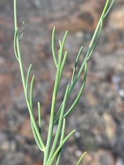 Heliophila cornuta squamata