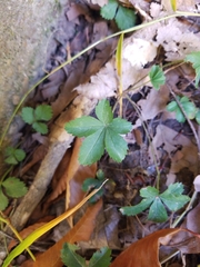 Potentilla canadensis