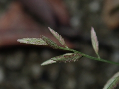 Eragrostis cumingii