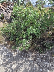 Berberis trifolia