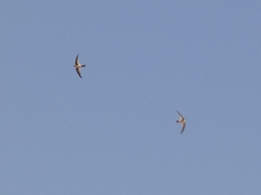 Aeronautes andecolus
