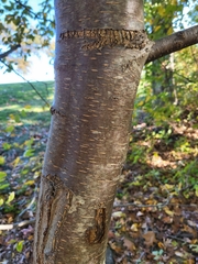 Betula