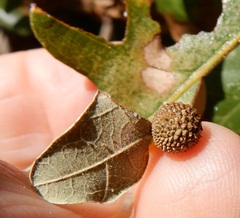 Acraspis quercushirta