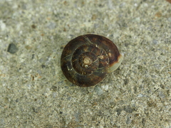 Helicigona lapicida