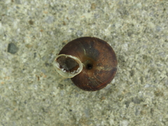 Helicigona lapicida