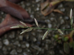 Eragrostis cumingii