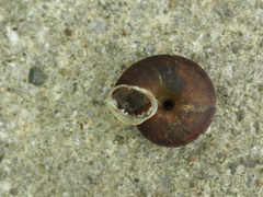 Helicigona lapicida