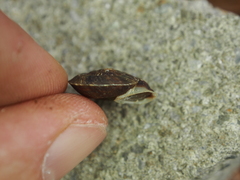 Helicigona lapicida