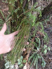 Phlegmariurus