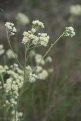 Hymenopappus