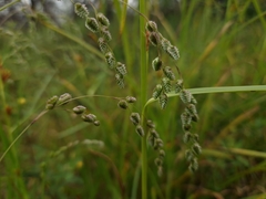 Chascolytrum subaristatum