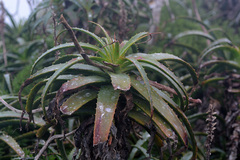 Aloe arborescens