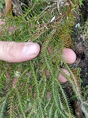 Phlegmariurus