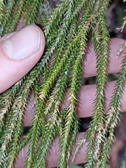 Phlegmariurus