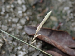 Eragrostis cumingii