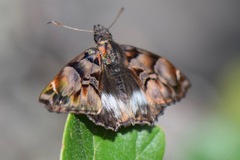 Noctuana lactifera