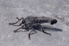 Asilidae