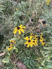 Rudbeckia