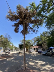 Araucariaceae
