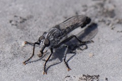 Asilidae