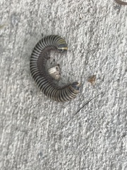Anadenobolus monilicornis