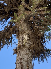 Araucariaceae