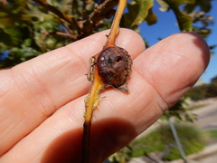 Andricus quercuspetiolicola