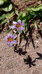 Sisyrinchium platense