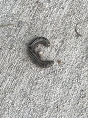Anadenobolus monilicornis