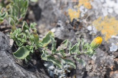 Heterotheca mucronata