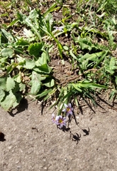 Sisyrinchium platense