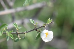 Philadelphus