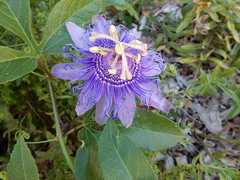 Passiflora incarnata × cincinnata