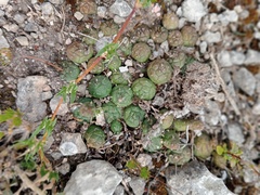 Euphorbia globosa