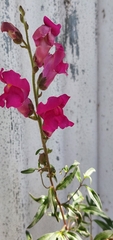 Antirrhinum