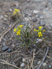 Sisymbrium loeselii