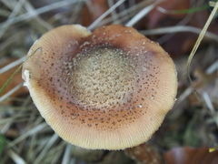 Armillaria cepistipes