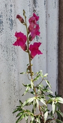 Antirrhinum