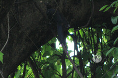 Melanotis caerulescens