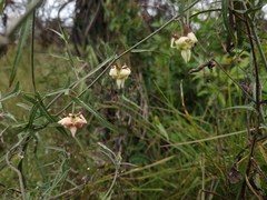 Araujia angustifolia